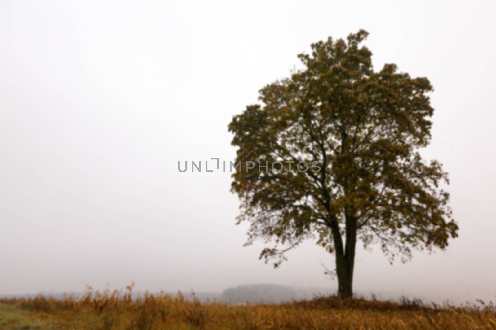 photographed close-up of a tree growing in the field, autumn season, the silhouette of the tree's photos are out of focus - defocus,