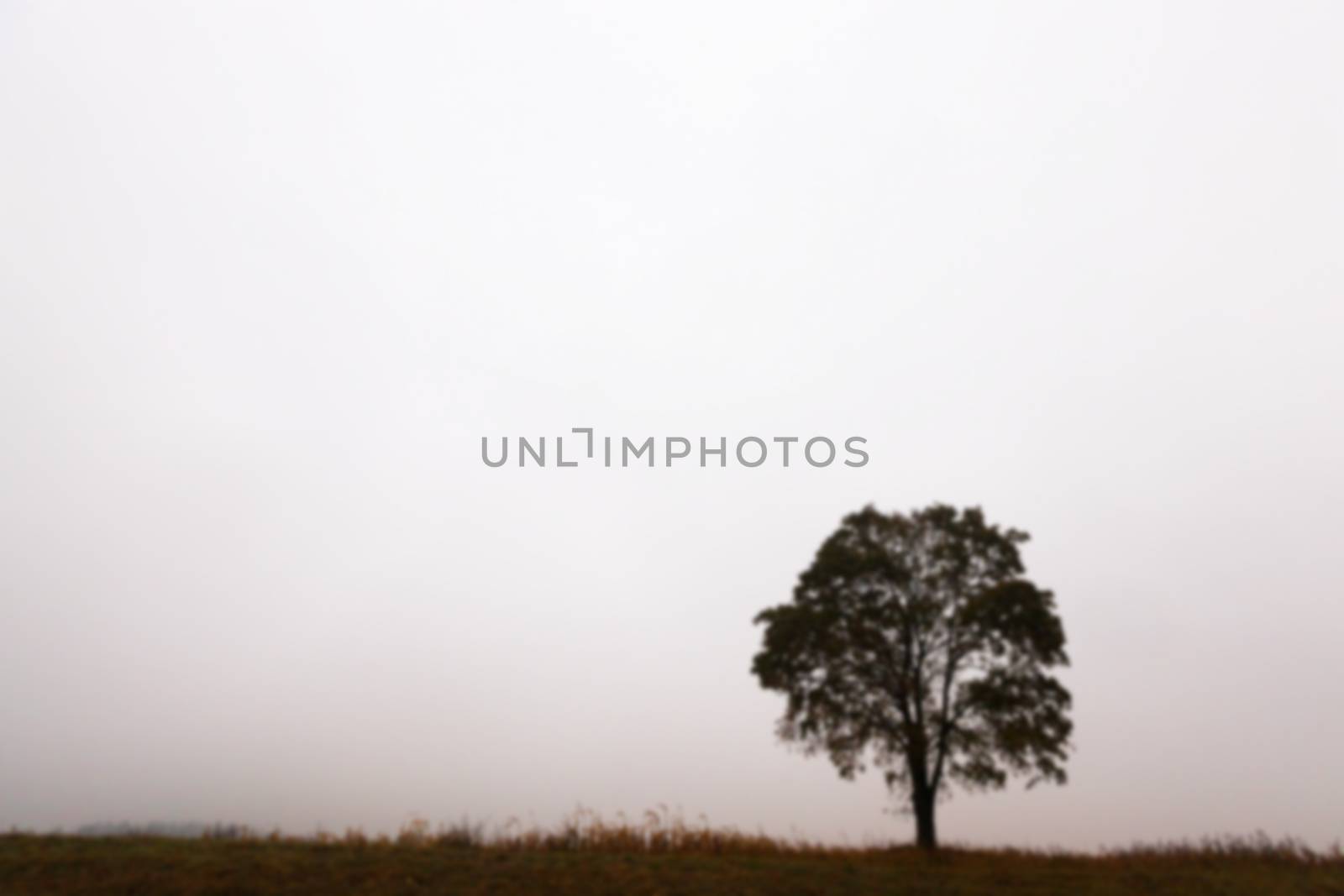 photographed close-up of a tree growing in the field, autumn season, the silhouette of the tree's photos are out of focus - defocus,