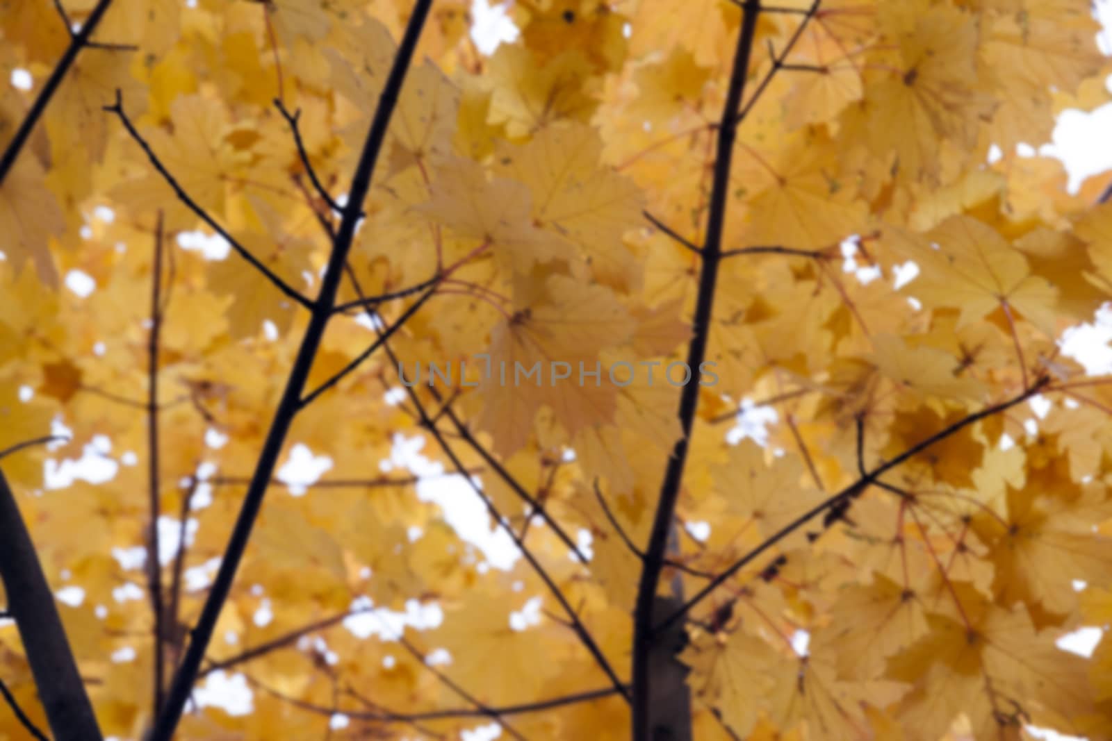 photographed trees and foliage in the autumn, the location - a park, defocus