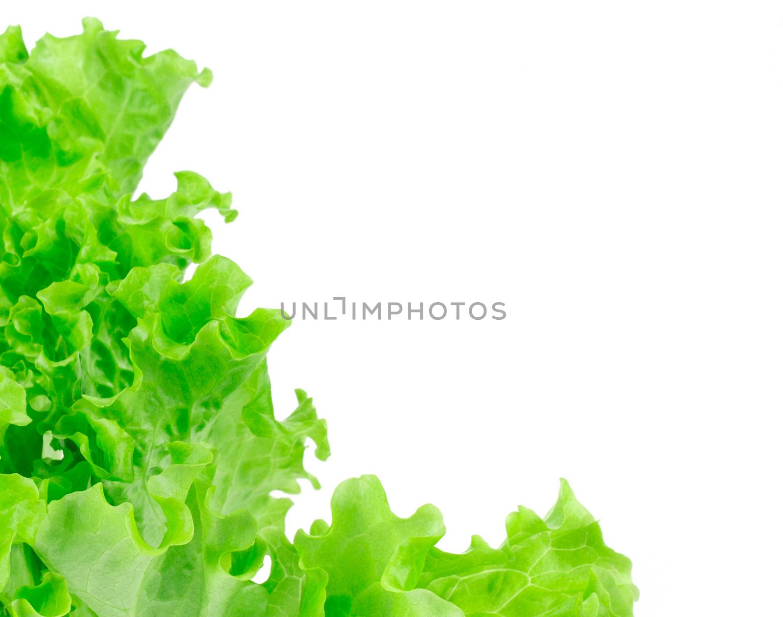 lettuce leaves isolated on white by ozaiachin