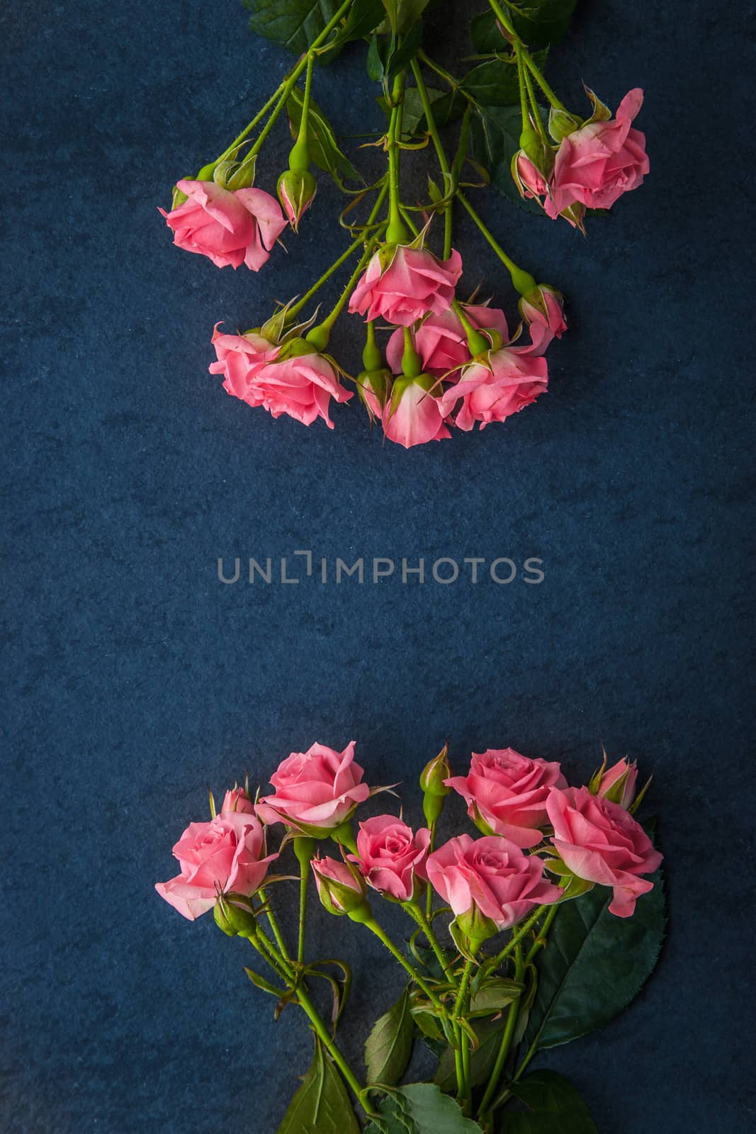 Pink roses on the dark background