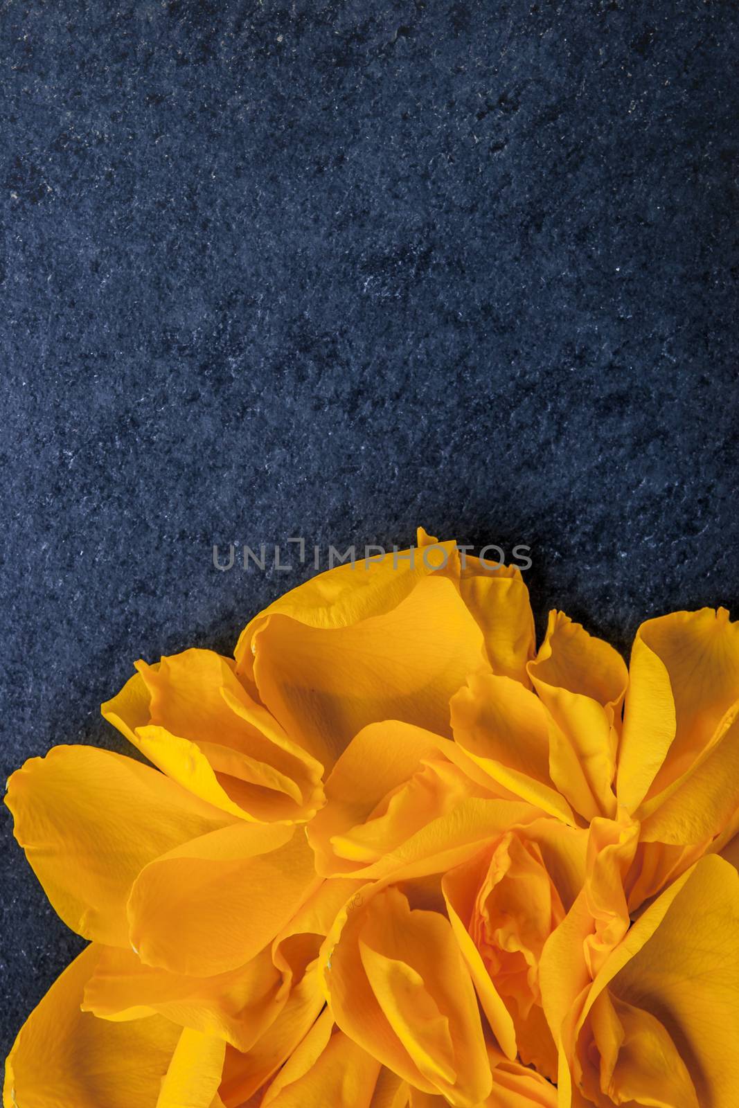 Rose petal on the blue background vertical by Deniskarpenkov