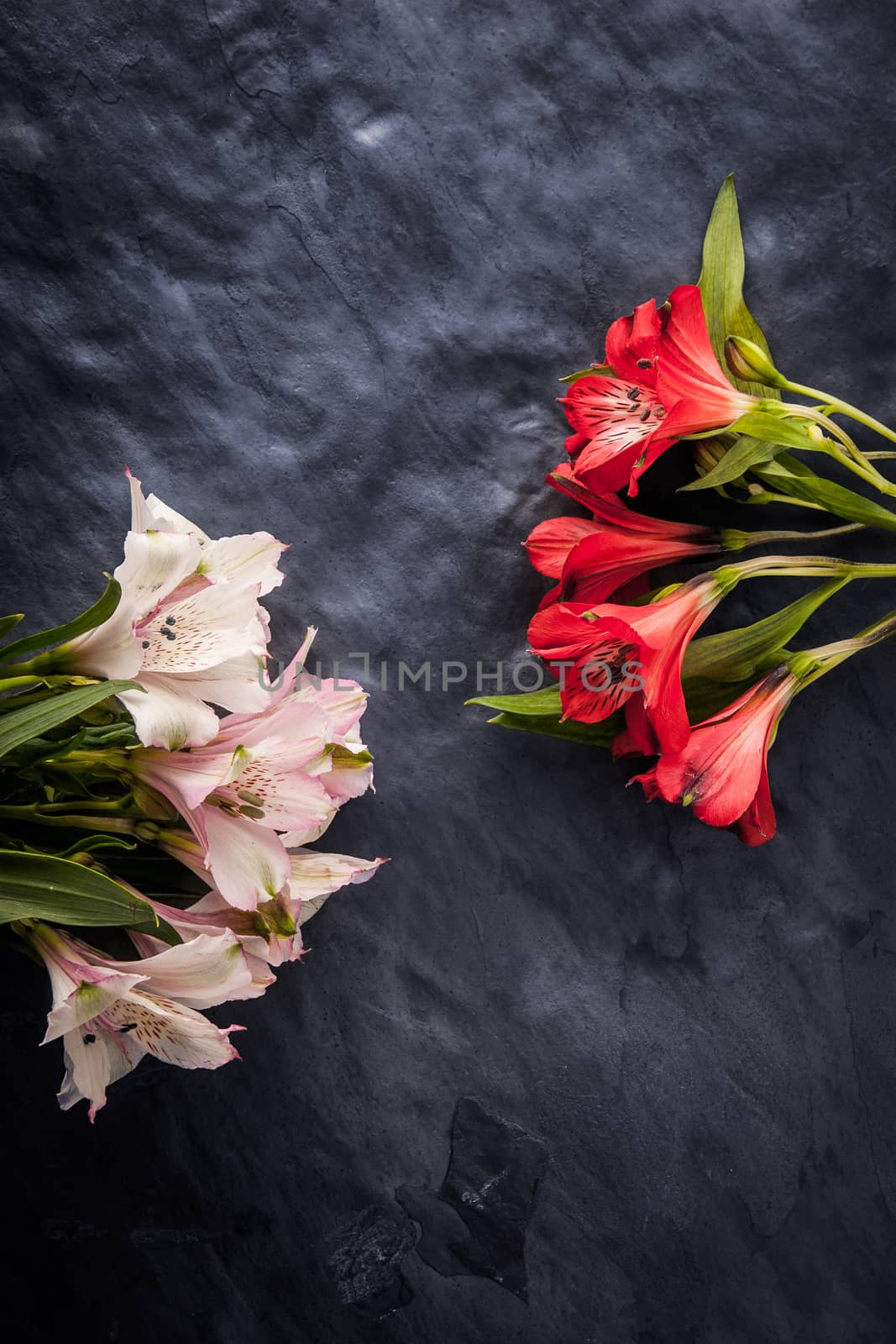 White and red alstroemeria on the dark stone background vertical