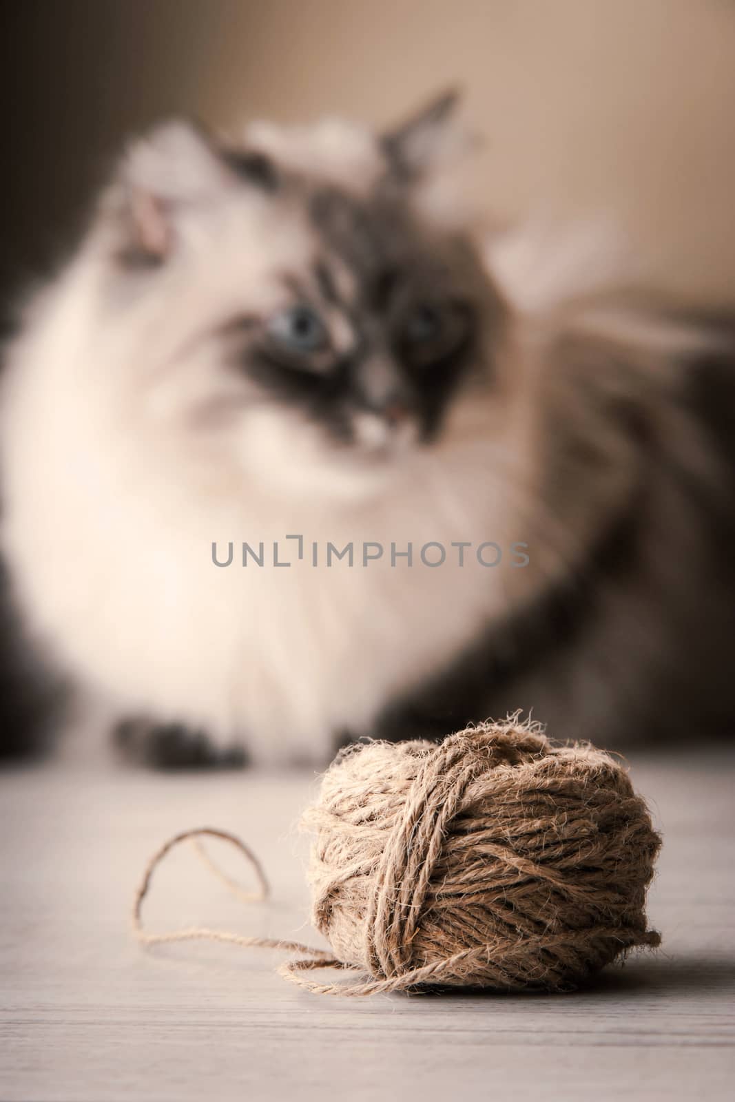 Blurred Siberian cat with clew