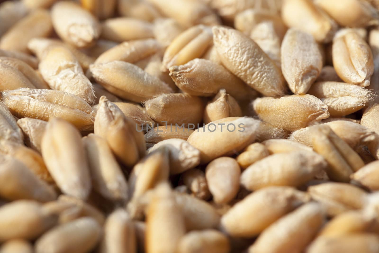 photographed close-up of wheat at harvest time, small depth of field