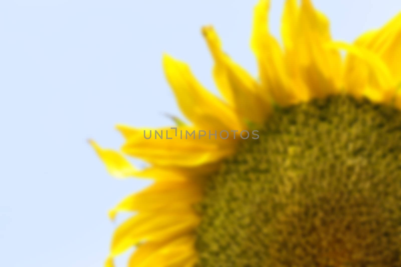 photographed close-up of yellow flower sunflower summer season, Defocus