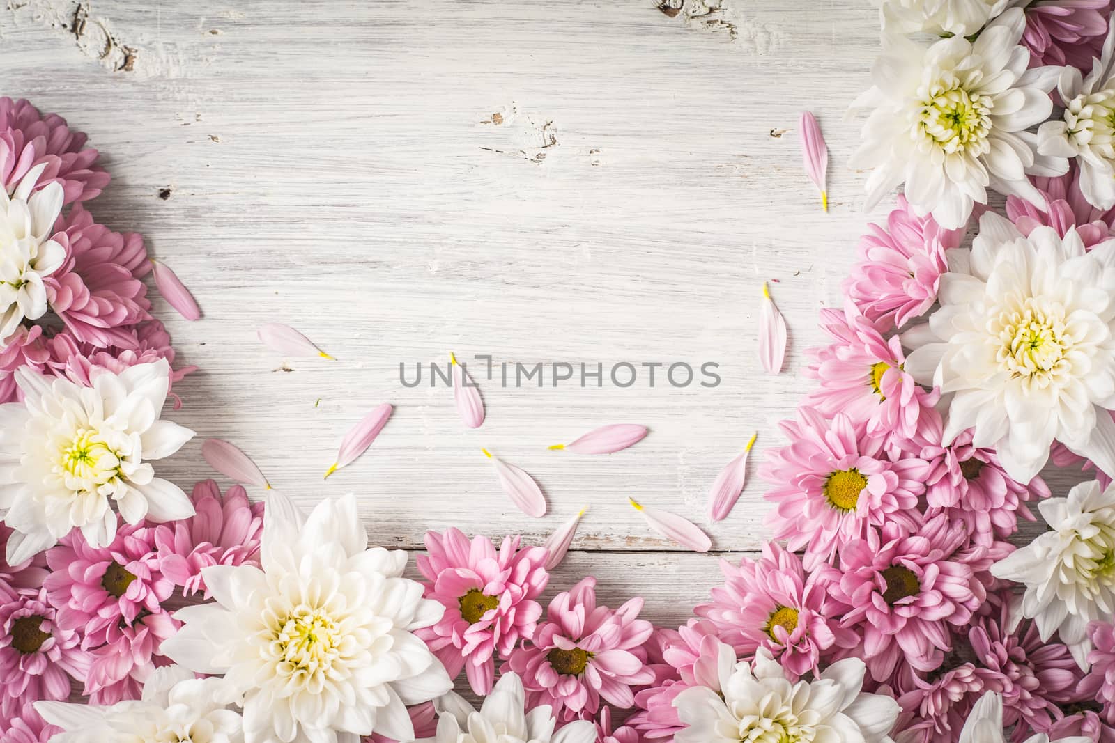 Frame of  white and pink flower on the white wooden table top view