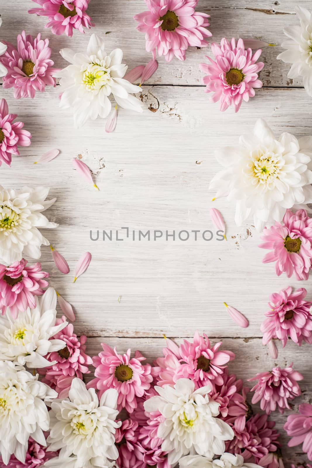 Frame of   pink  and white flower on the white wooden table vertical by Deniskarpenkov