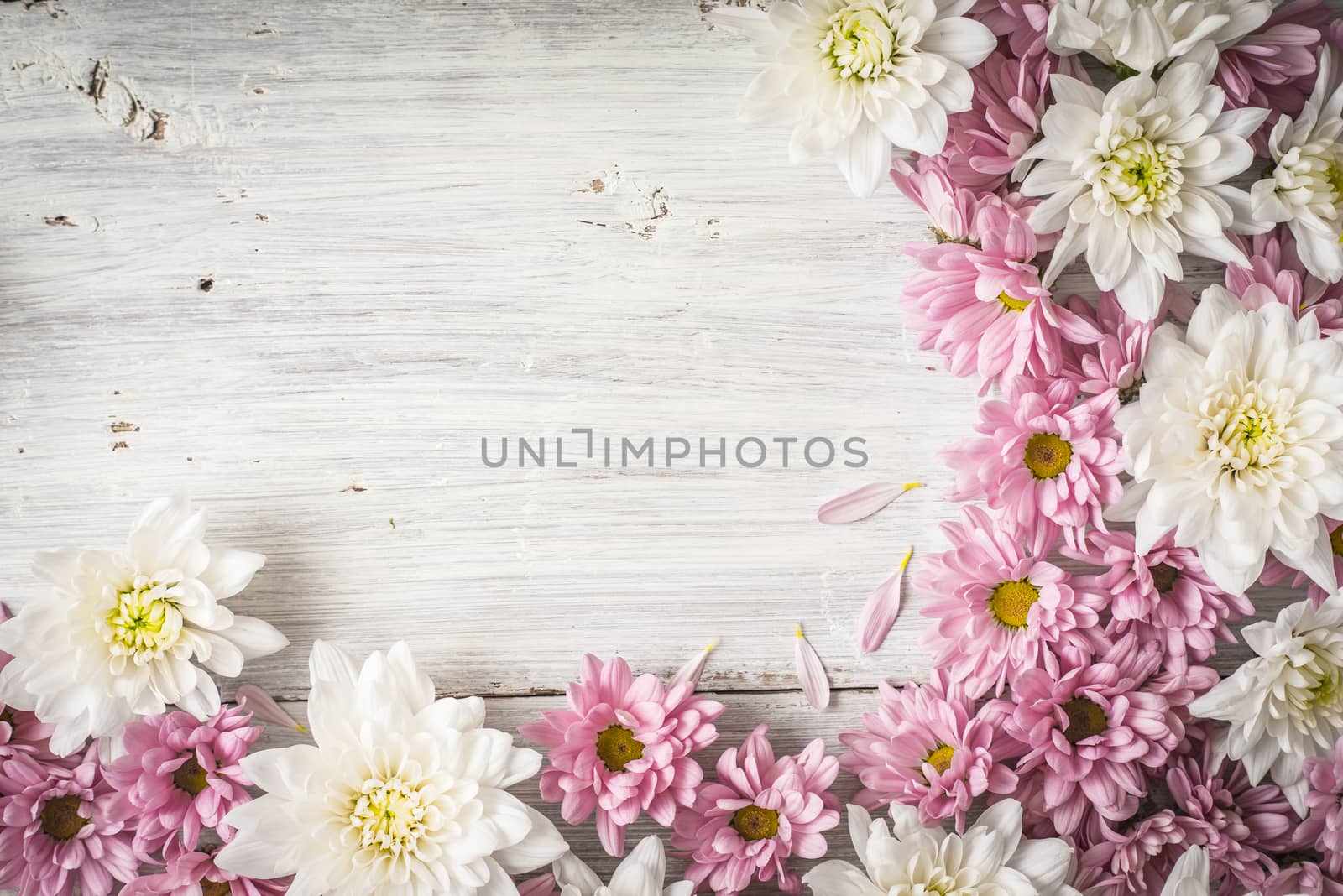 Frame of  white and pink flower on the white wooden table horizontal