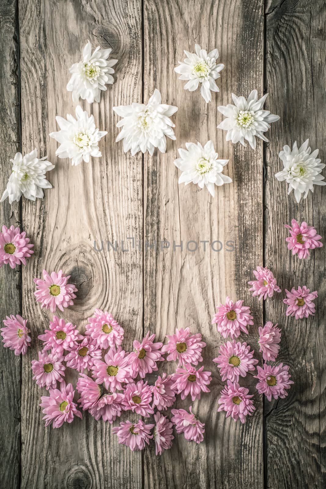 Frame of white and pink flowers on the wooden background vertical by Deniskarpenkov