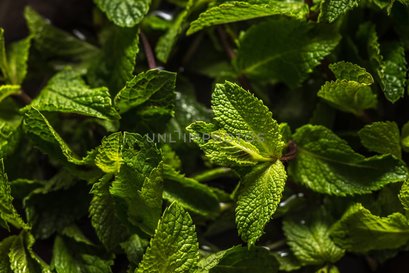 Mint leaves background close-up