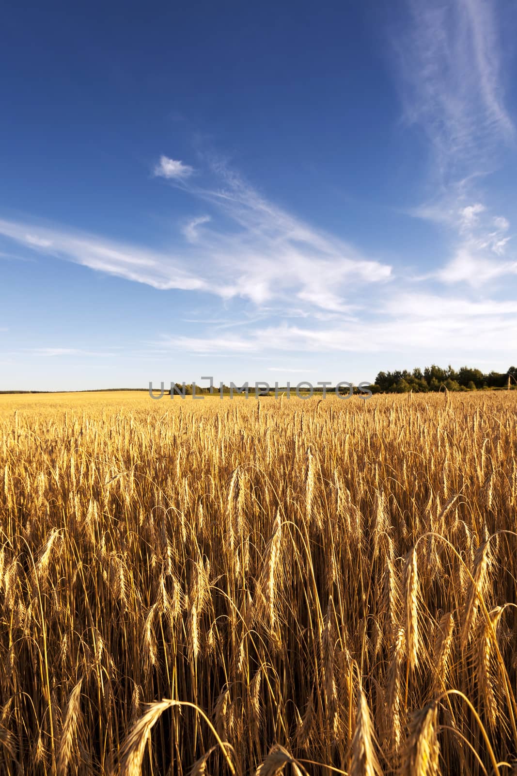 Agricultural field on which grow up ready to harvest ripe yellow cereals