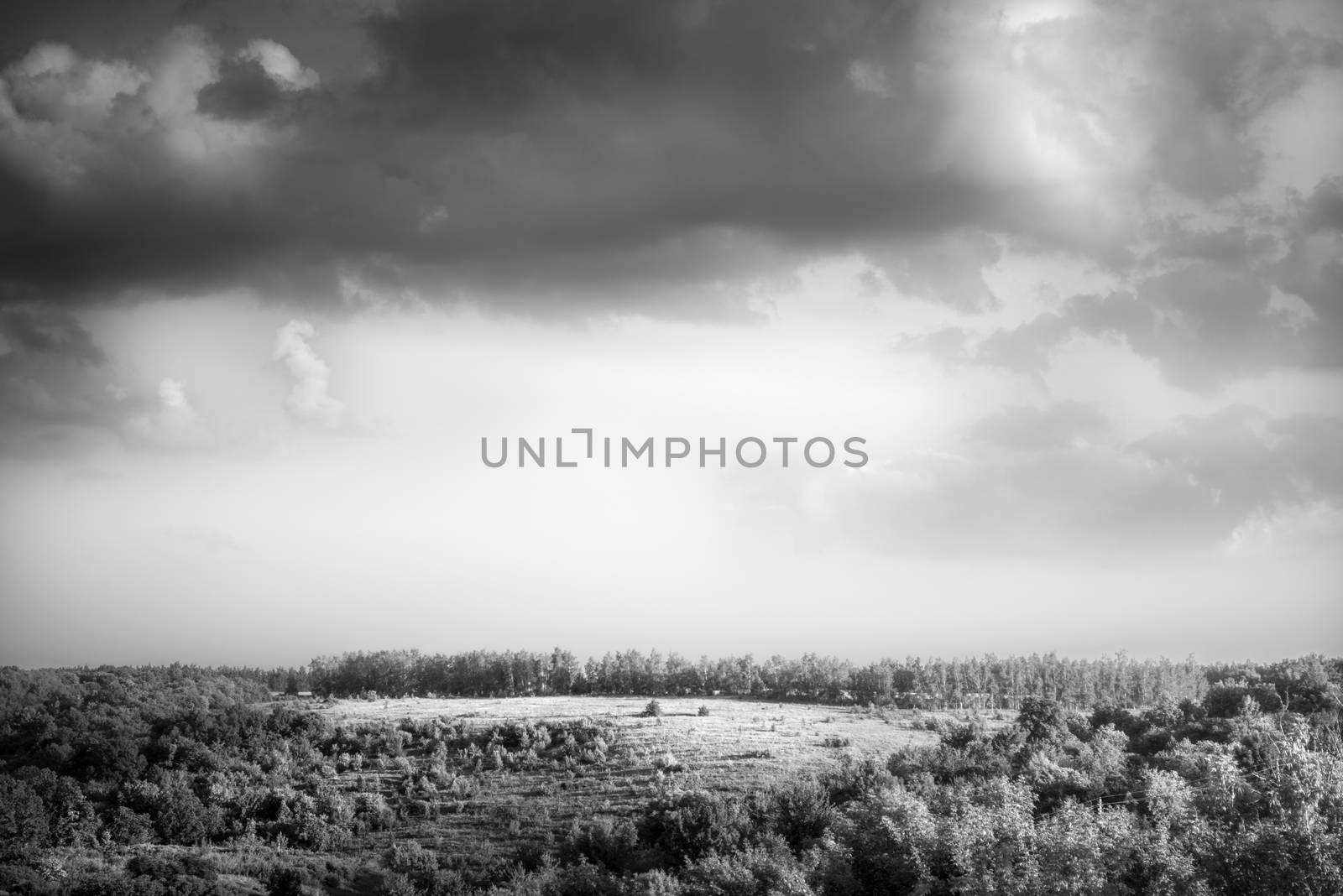 Sunny meadow among the trees black and white by Deniskarpenkov