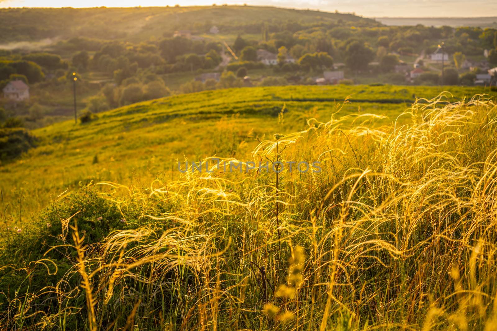 Golden field on the  hill near the village by Deniskarpenkov