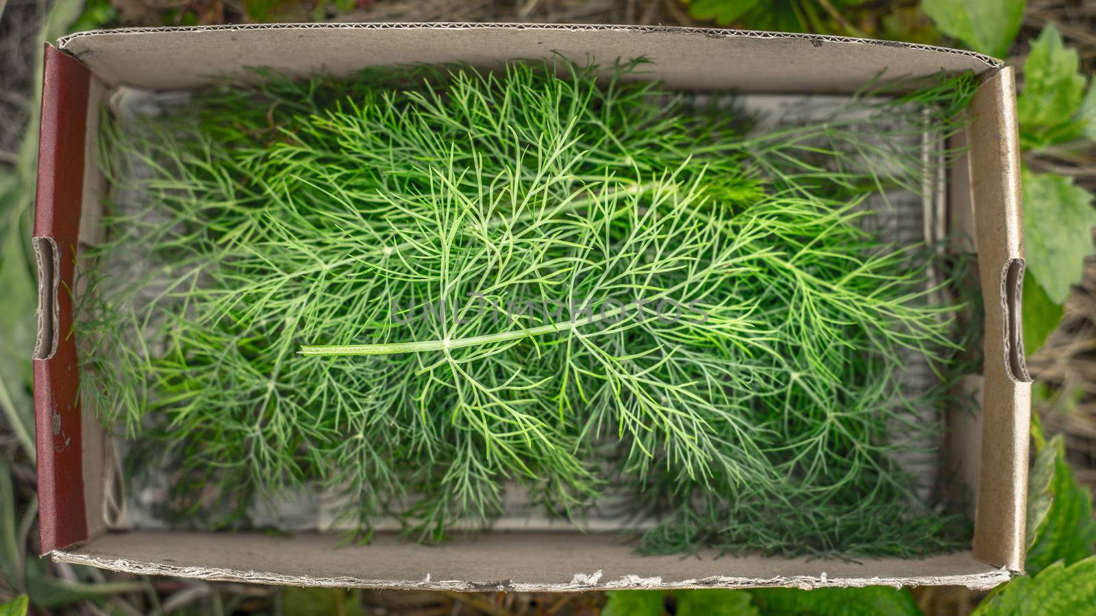 Dill in the box top view by Deniskarpenkov