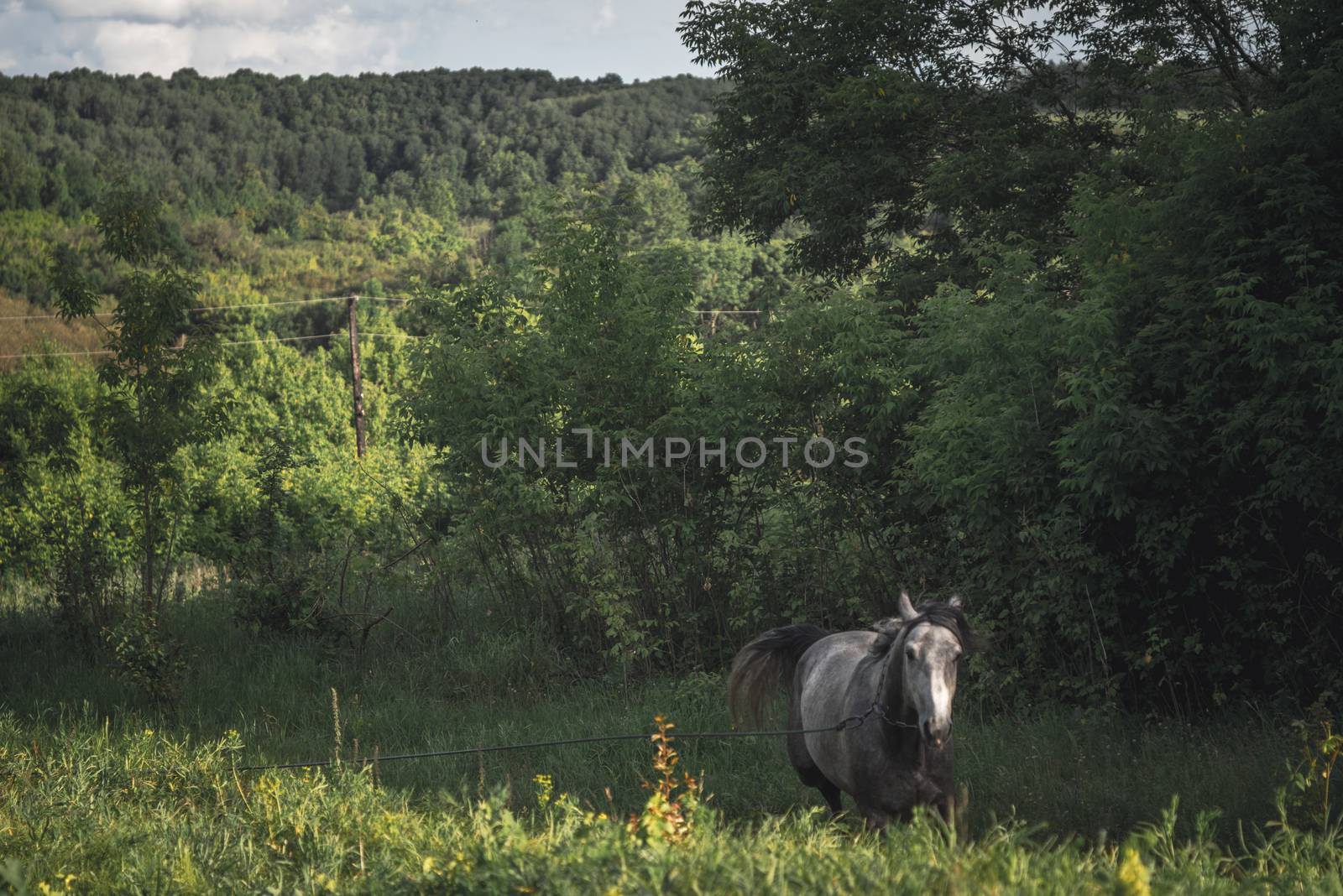 Horse in the green field horizontal by Deniskarpenkov