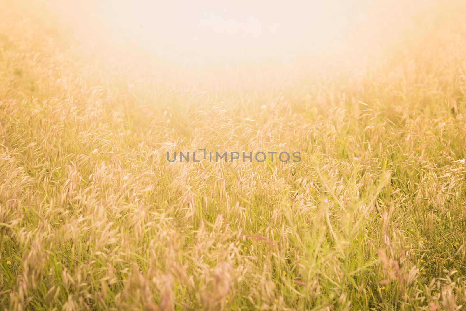 Sunlit field with spikelet by Deniskarpenkov