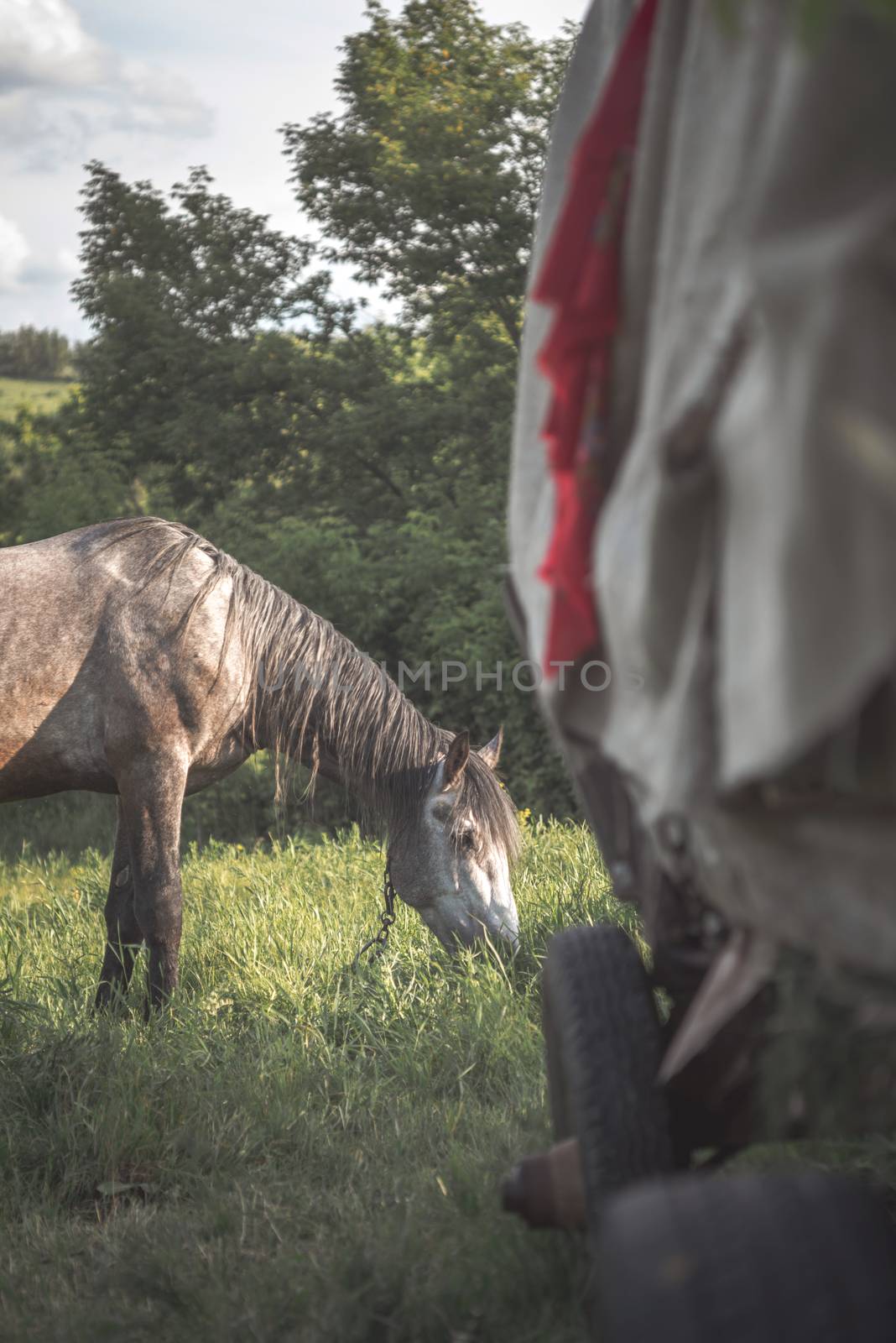 Grey horse on the green meadow with van by Deniskarpenkov