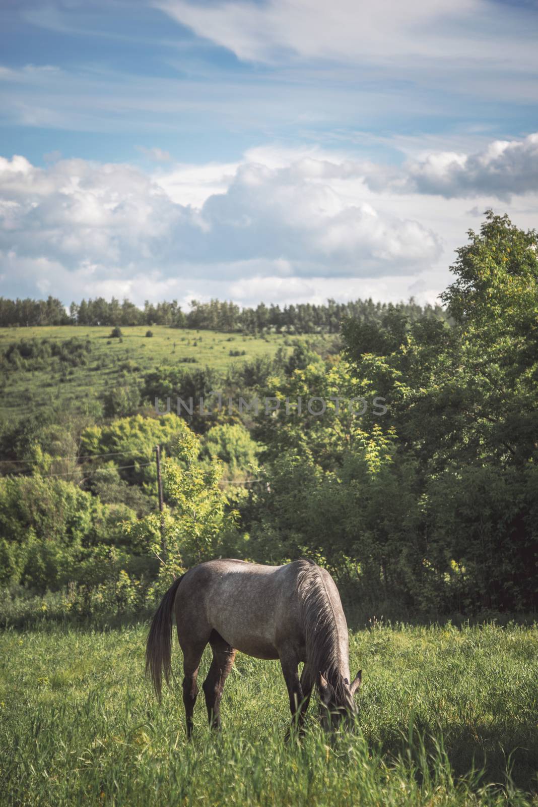Horse on the green meadow by Deniskarpenkov