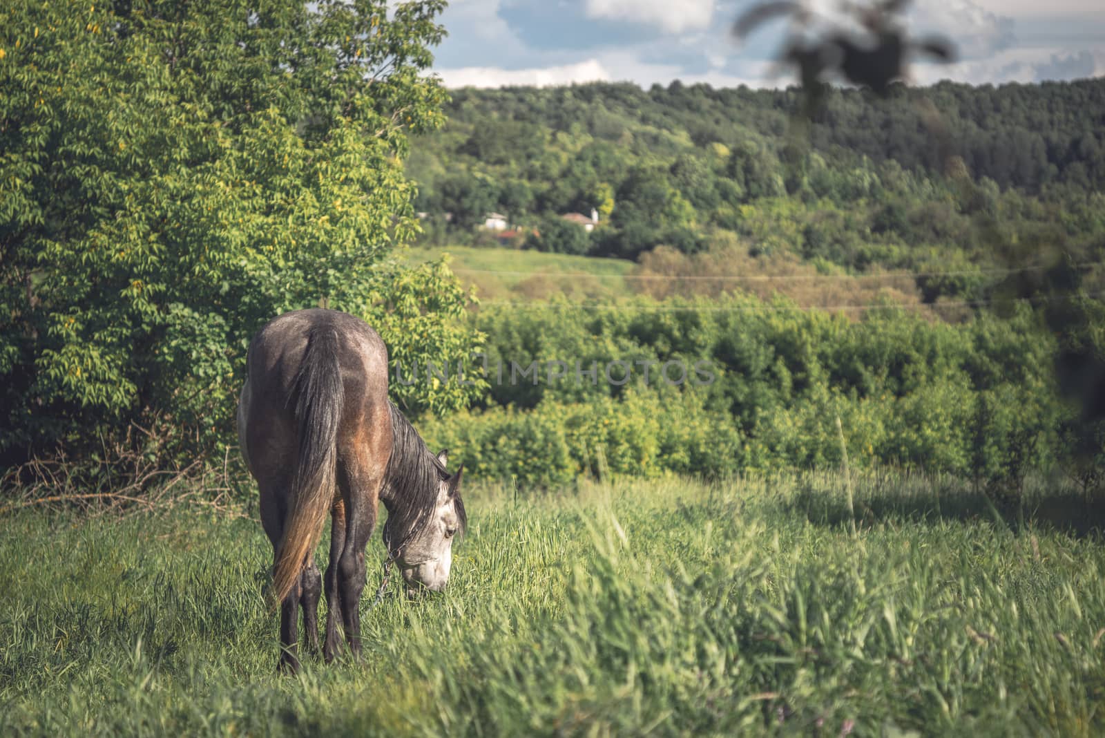 Horse on the green meadow horizontal by Deniskarpenkov