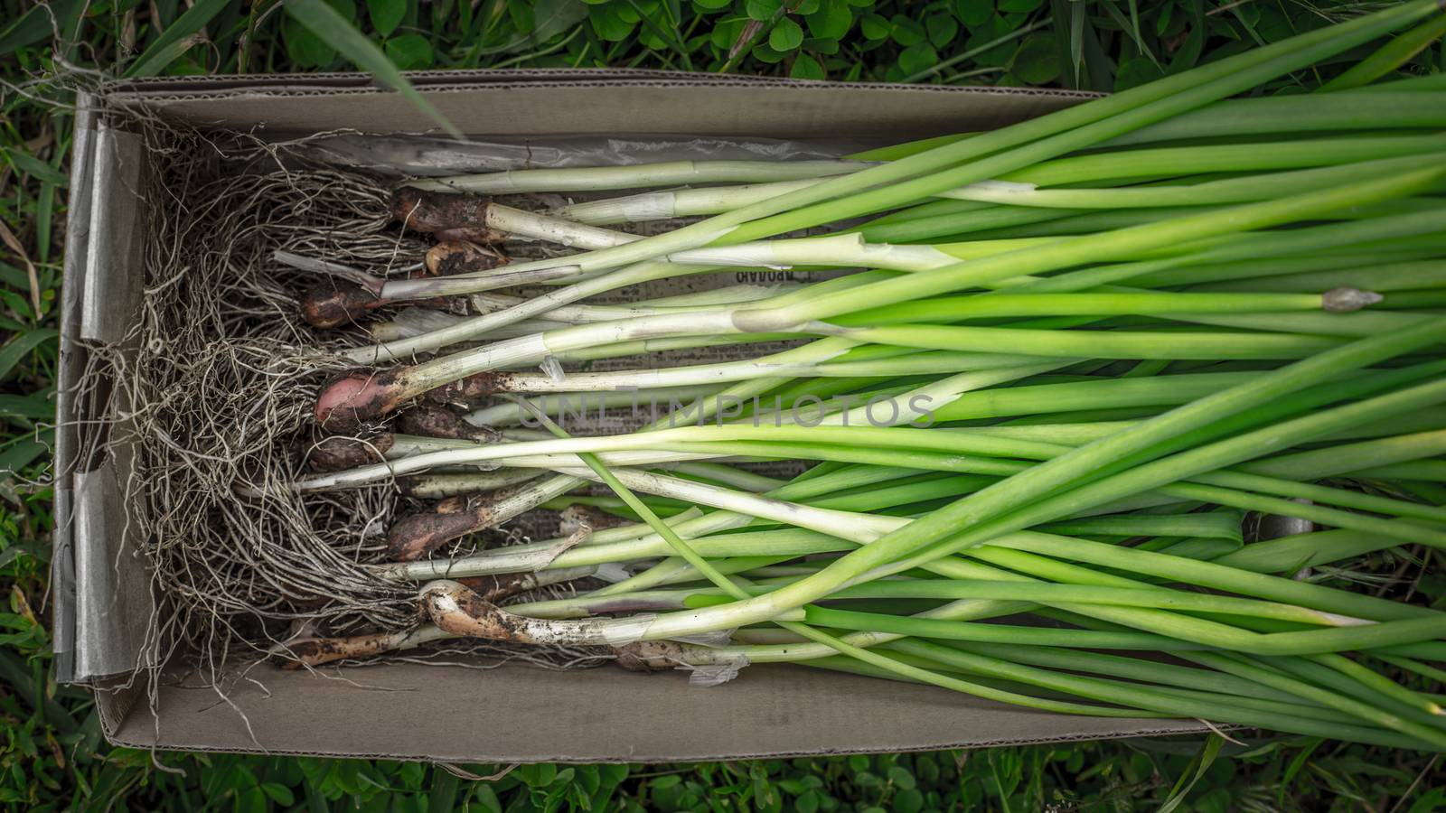 Green onions in the box by Deniskarpenkov