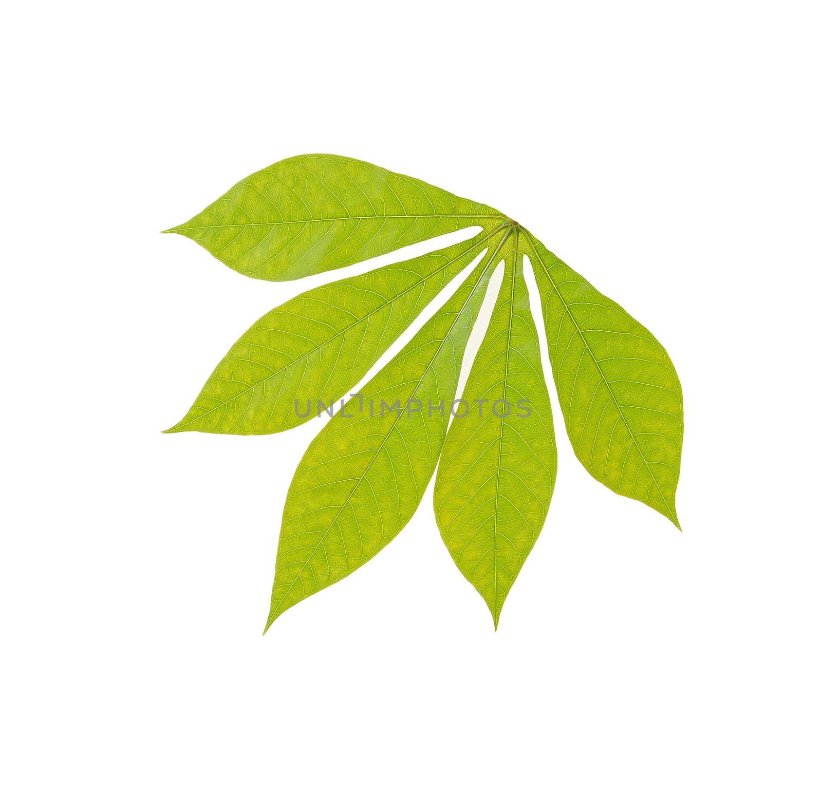 green chestnut leaf