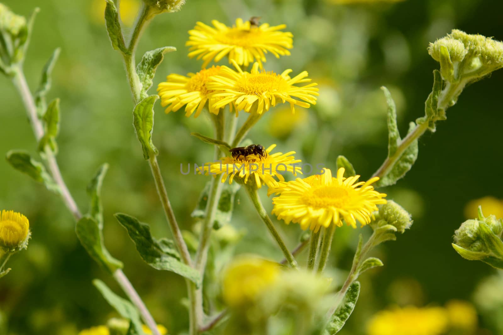 Yellow common fleabane flowers with a small heriades truncorum bee taking nectar