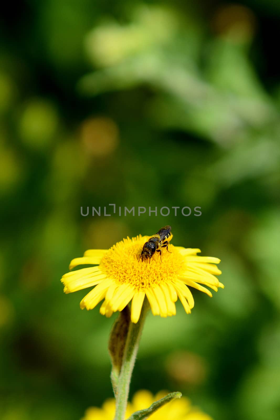 Small heriades truncorum bee taking nectar from a yellow common fleabane flower against a green background