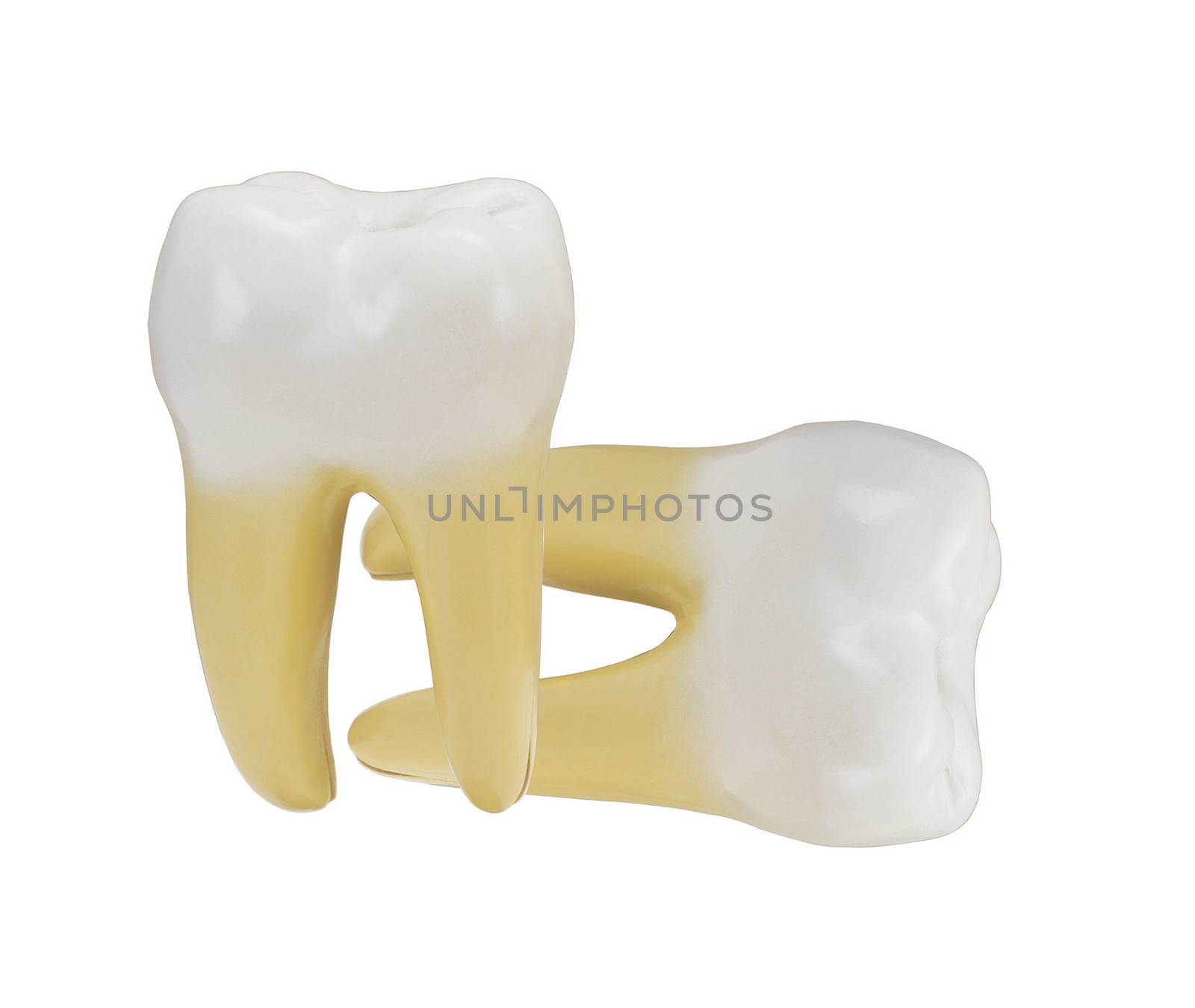 tooth isolated on a white background