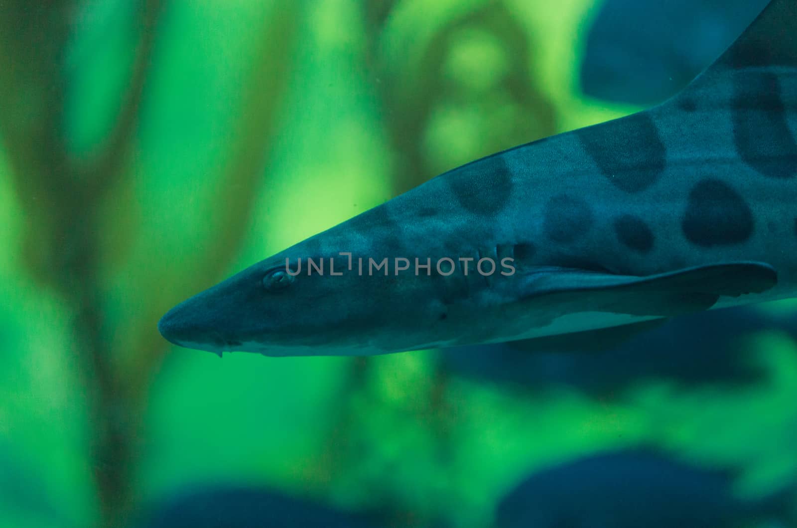 Zebra shark, Stegostoma fasciatum, also called the leopard shark, is a species of carpet shark and is found throughout the tropical Indo-Pacific.