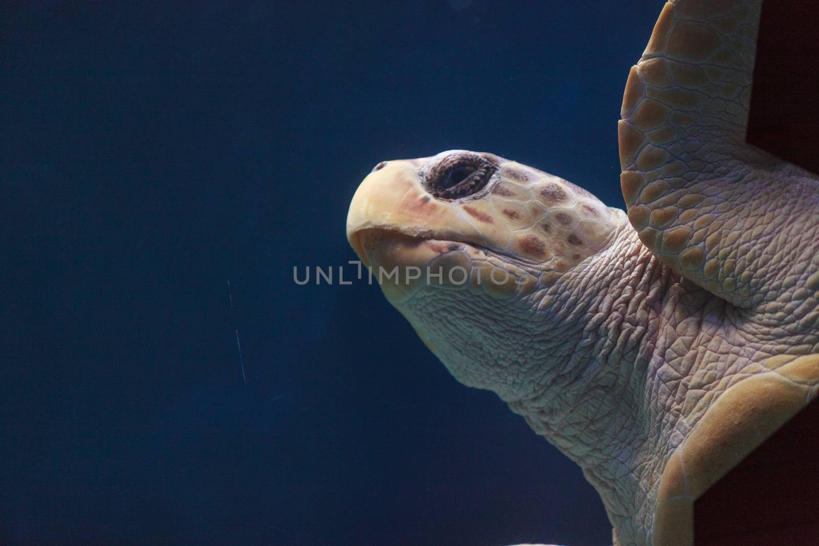 Juvenile loggerhead sea turtle, by steffstarr