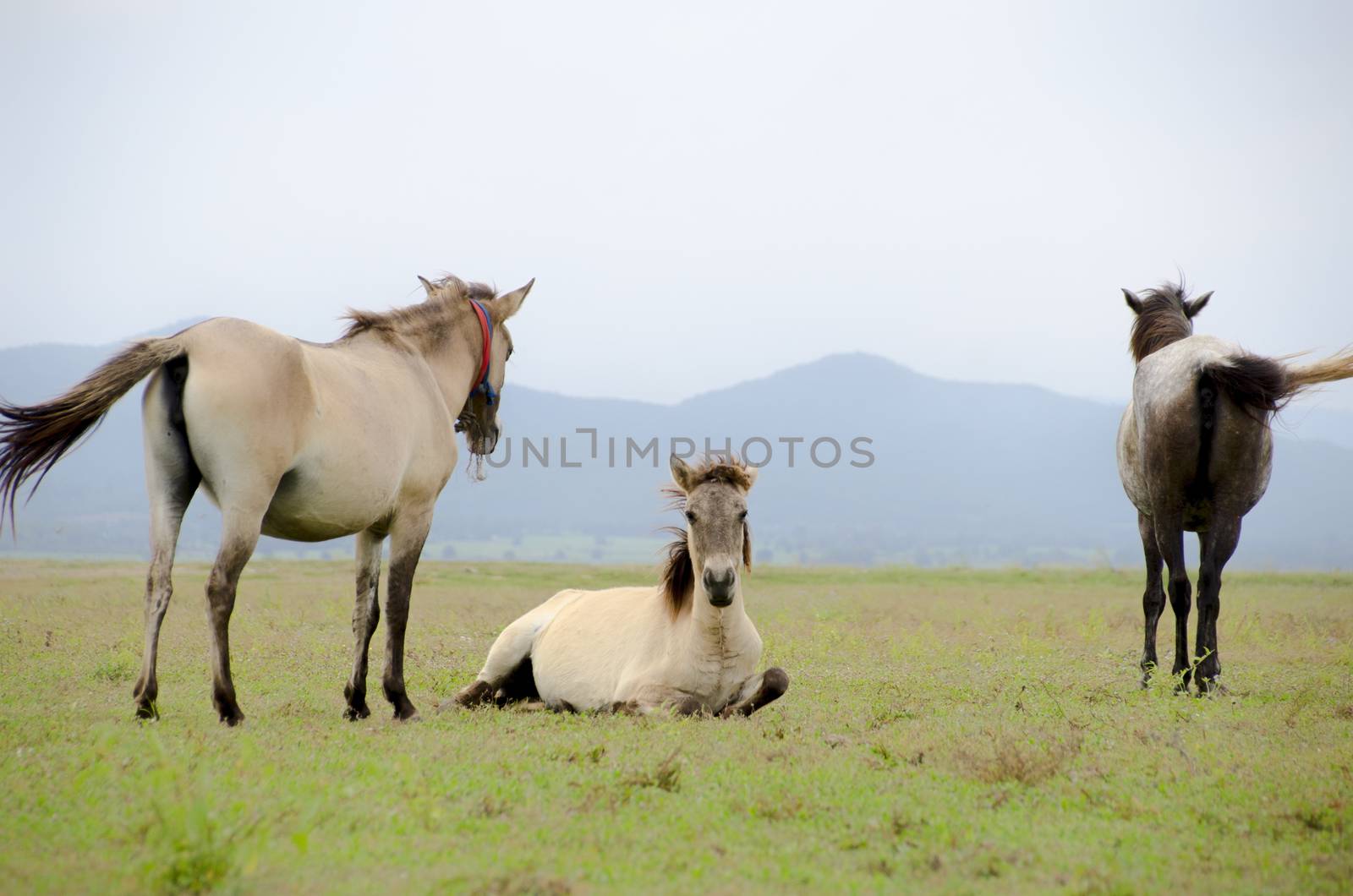 Horse on pasture on a daylight with a blue sky