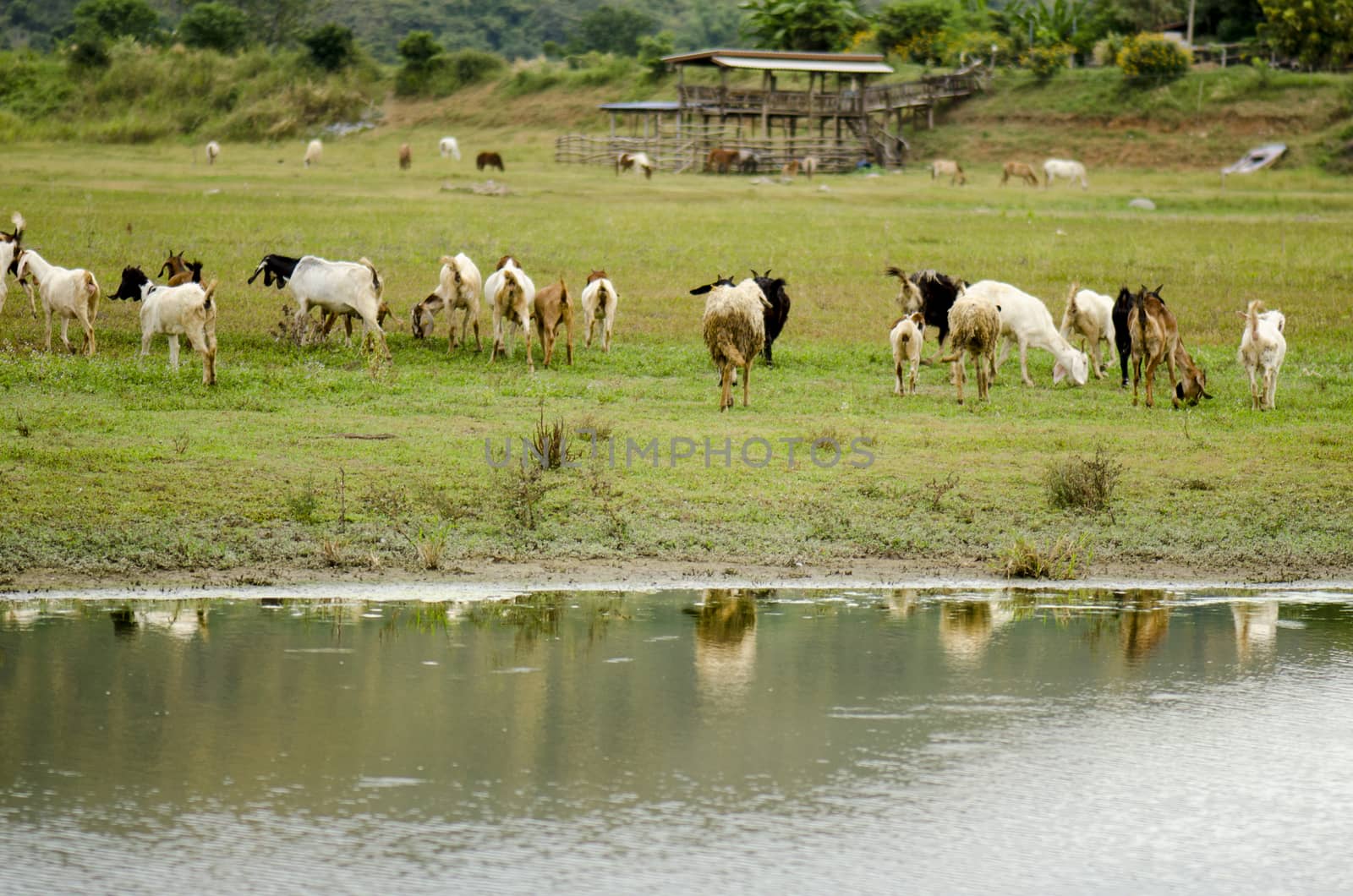 Goat and sheep on a pasture Natural Farm for animal