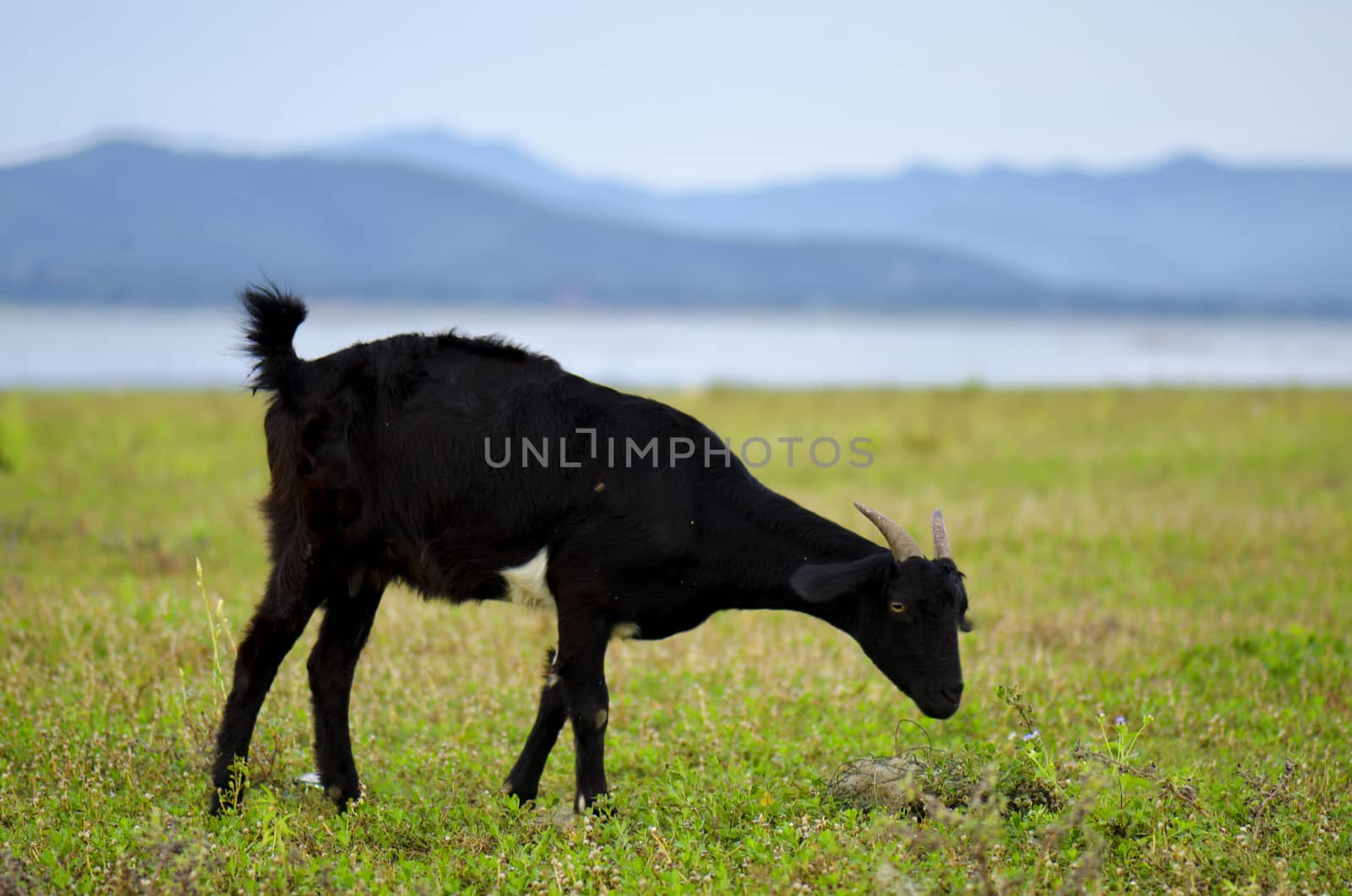black goat on a pasture. eating grass on a daylight.