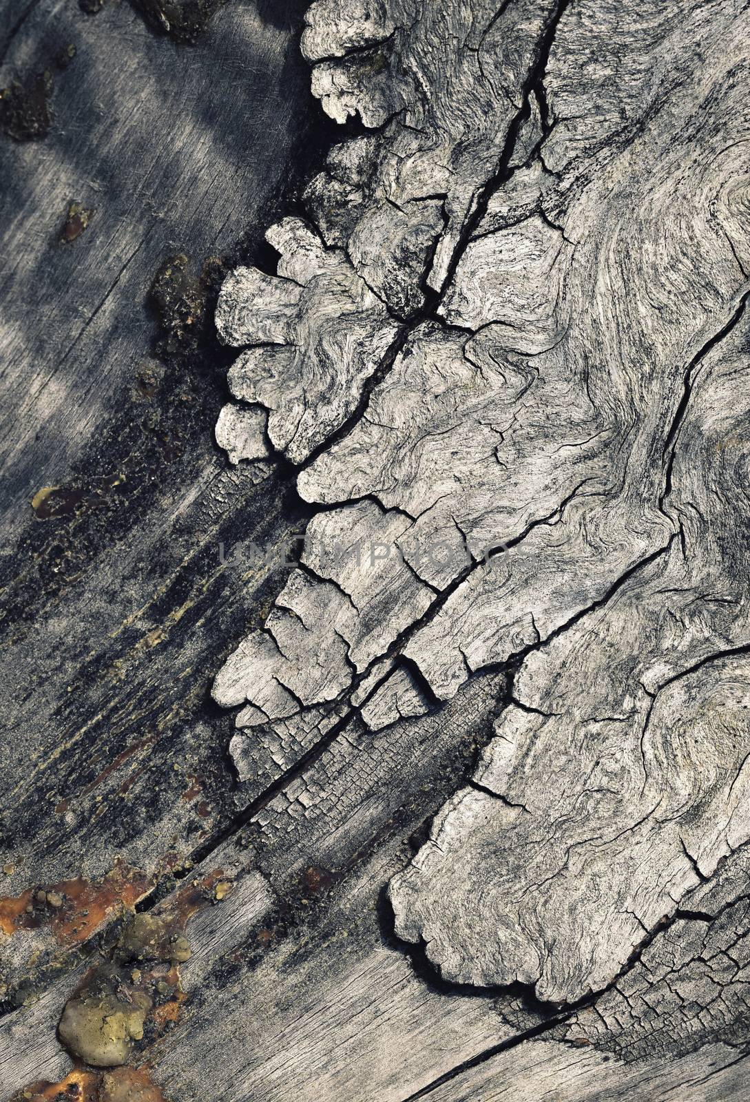 abstract background or texture detail of the old degenerate bark