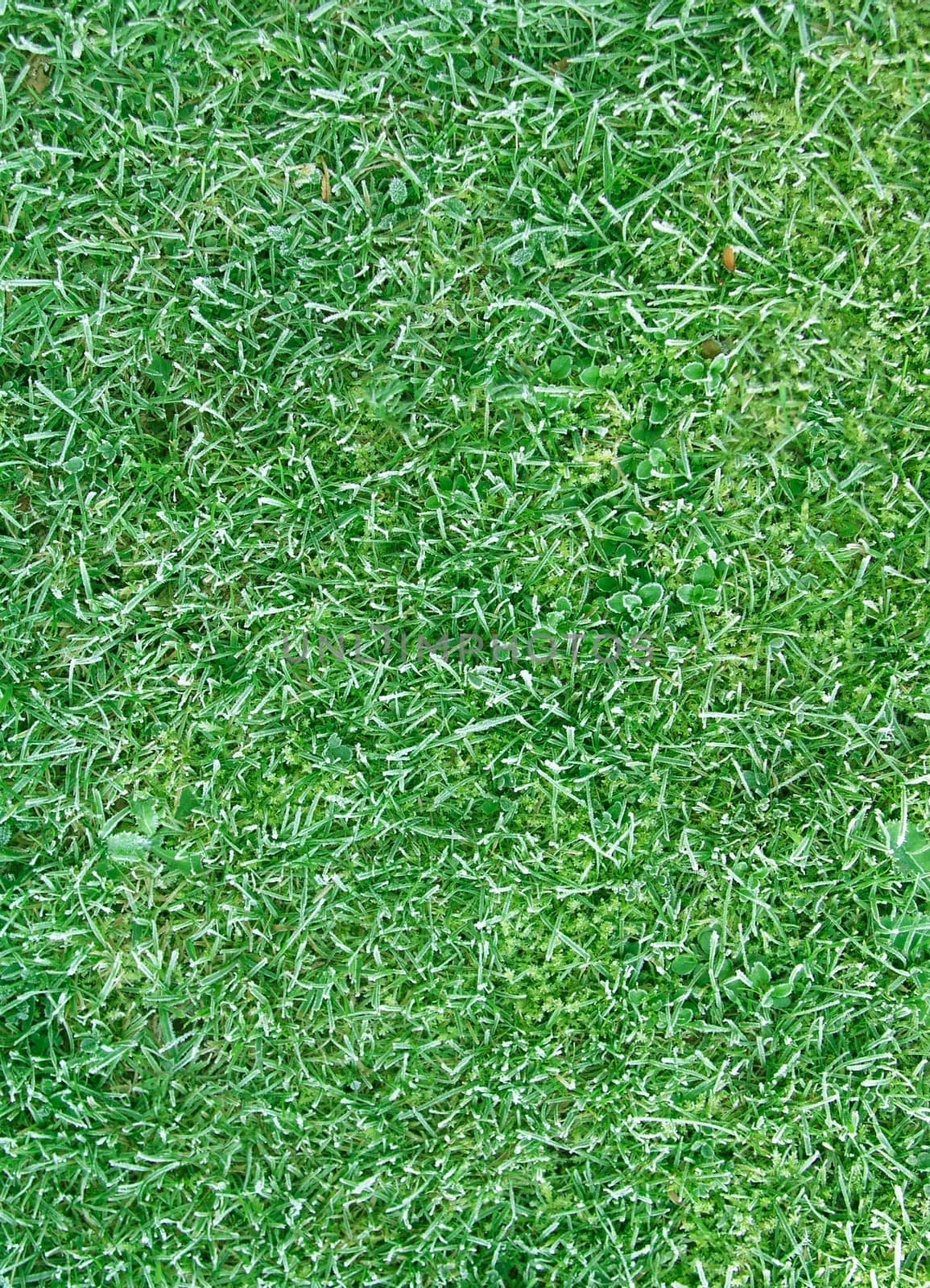 lawn texture