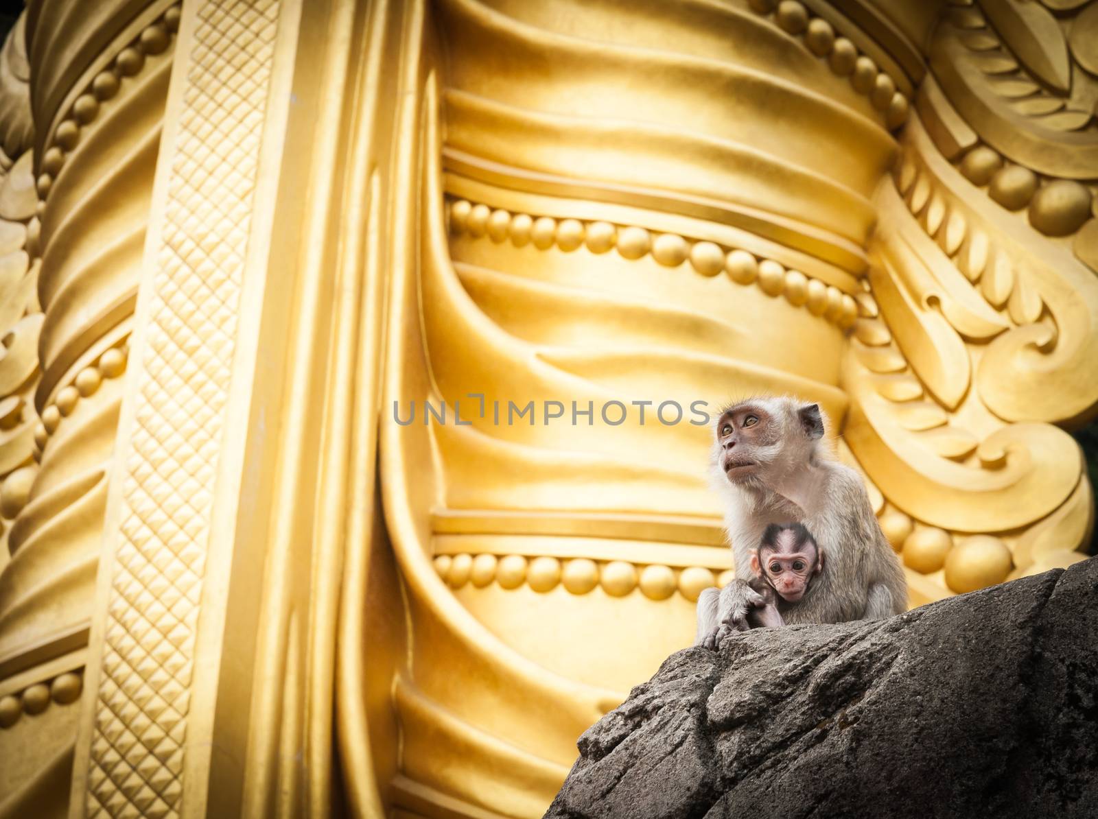 Mother holding baby monkeys of Batu Cave sitting at base of golden statue of Lord Muragan Hundiu shrine, Kuala Lumpur.