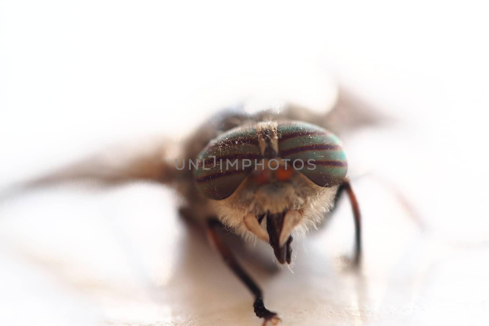 A fly