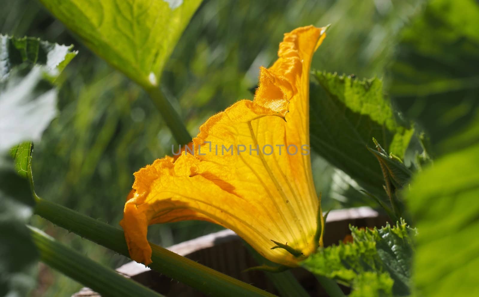 Growing squash