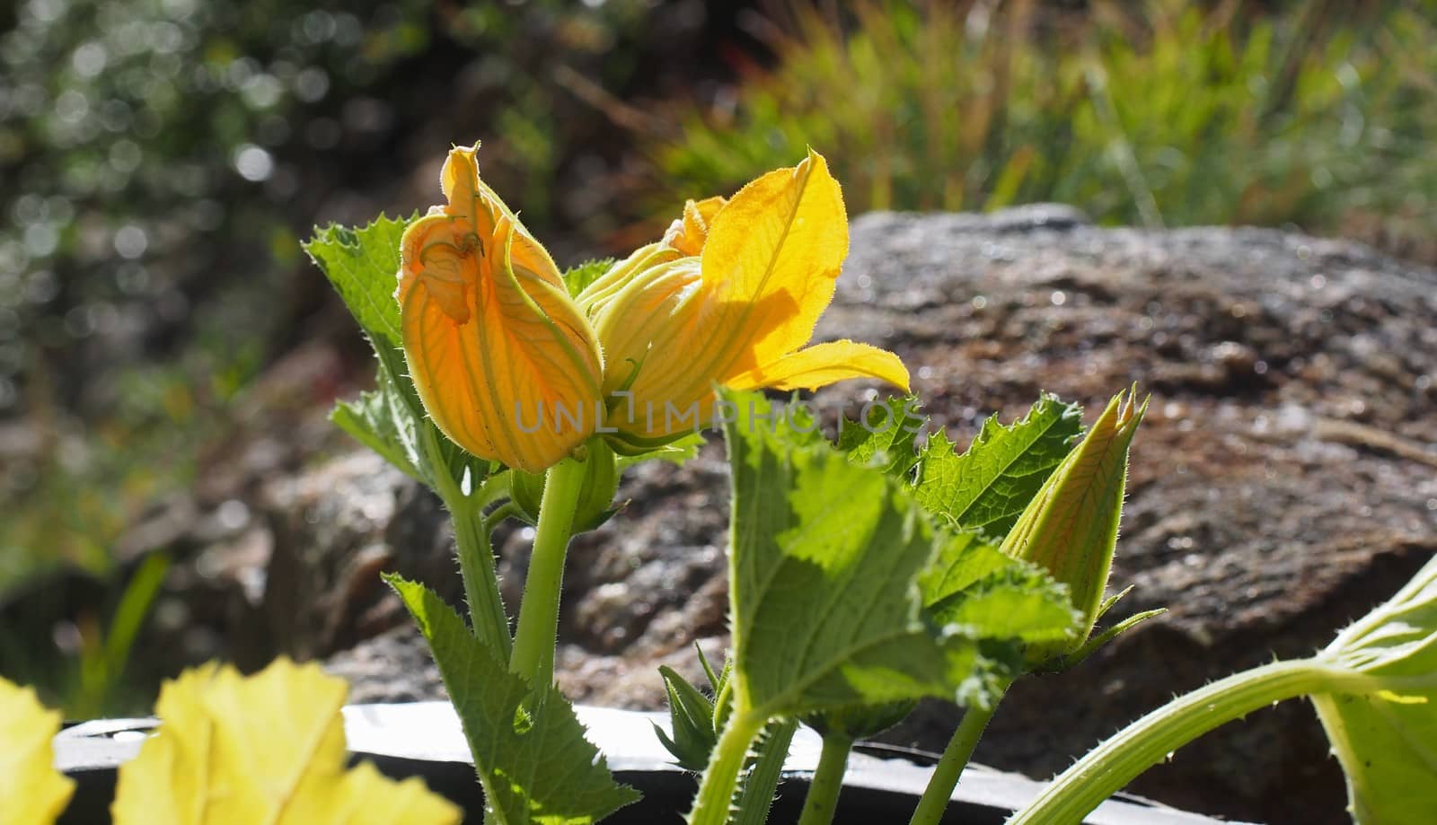 Growing squash