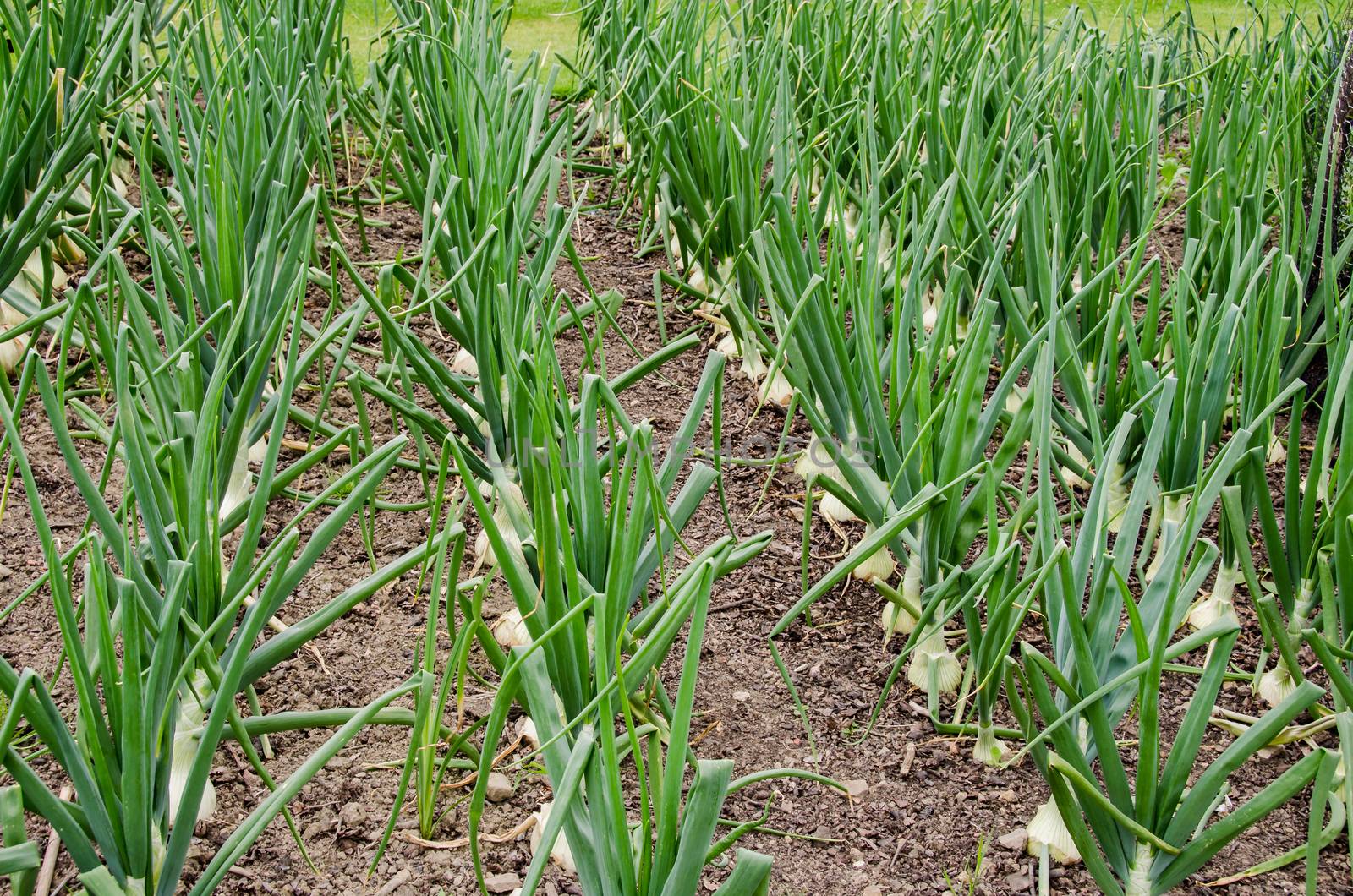 Fresh onion field in farmland.