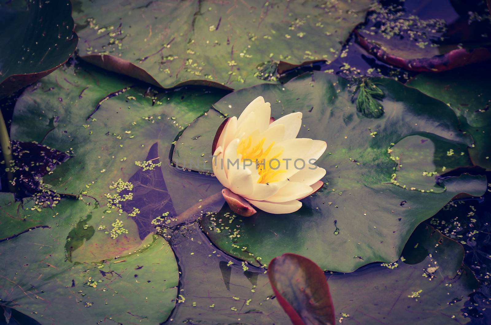 White Lilly flower in Pond at Nostel Priory Wakefield England