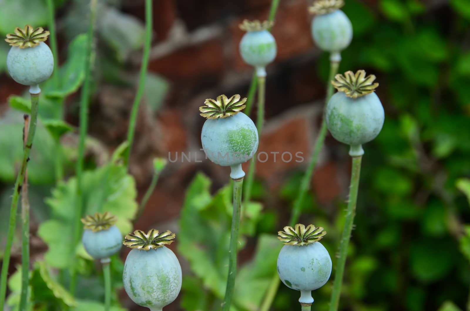 Poppy seed pods in the summer garden. Shallow depth of field.