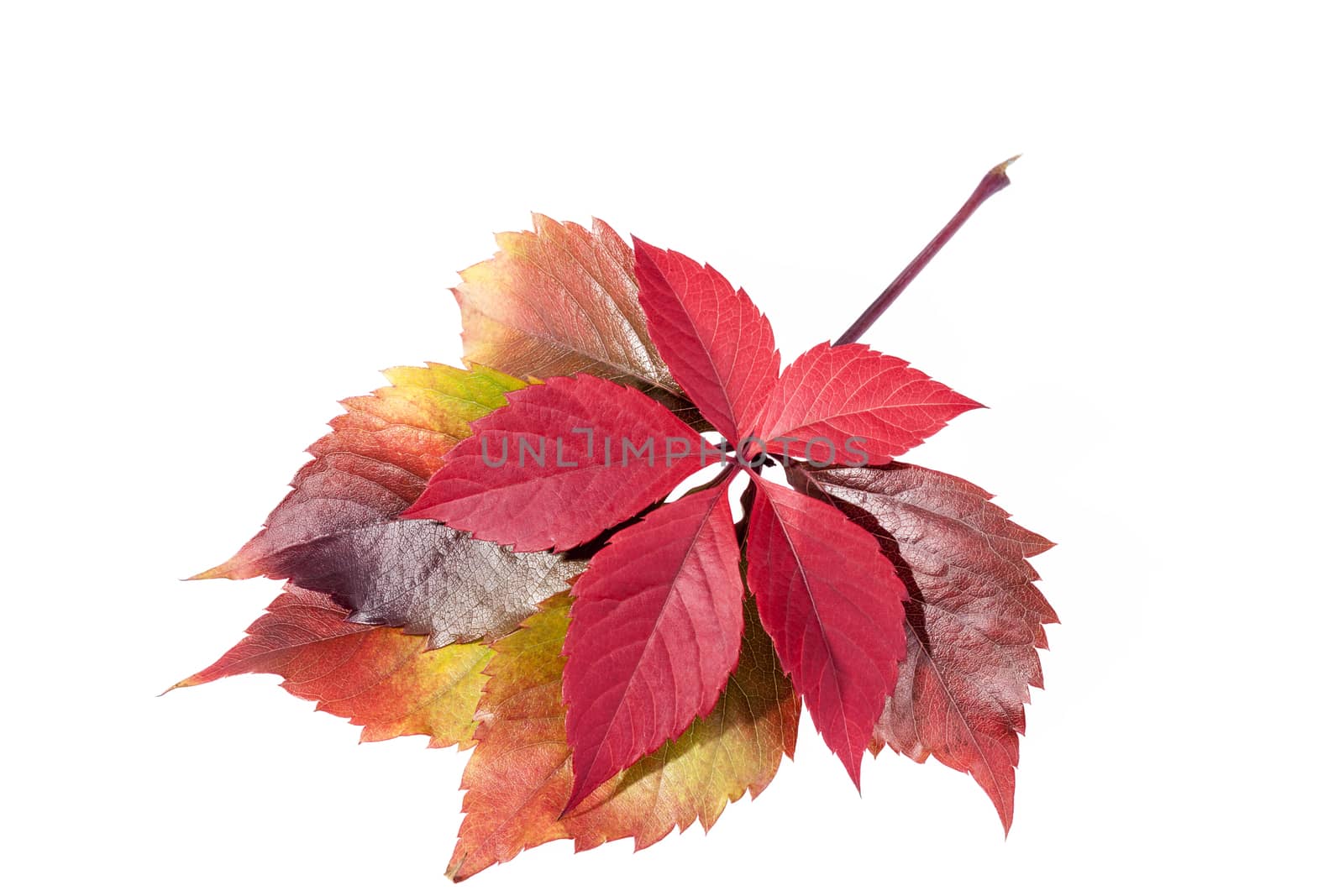 autumn colorful  leaves of parthenocissus  isolated  on white background.