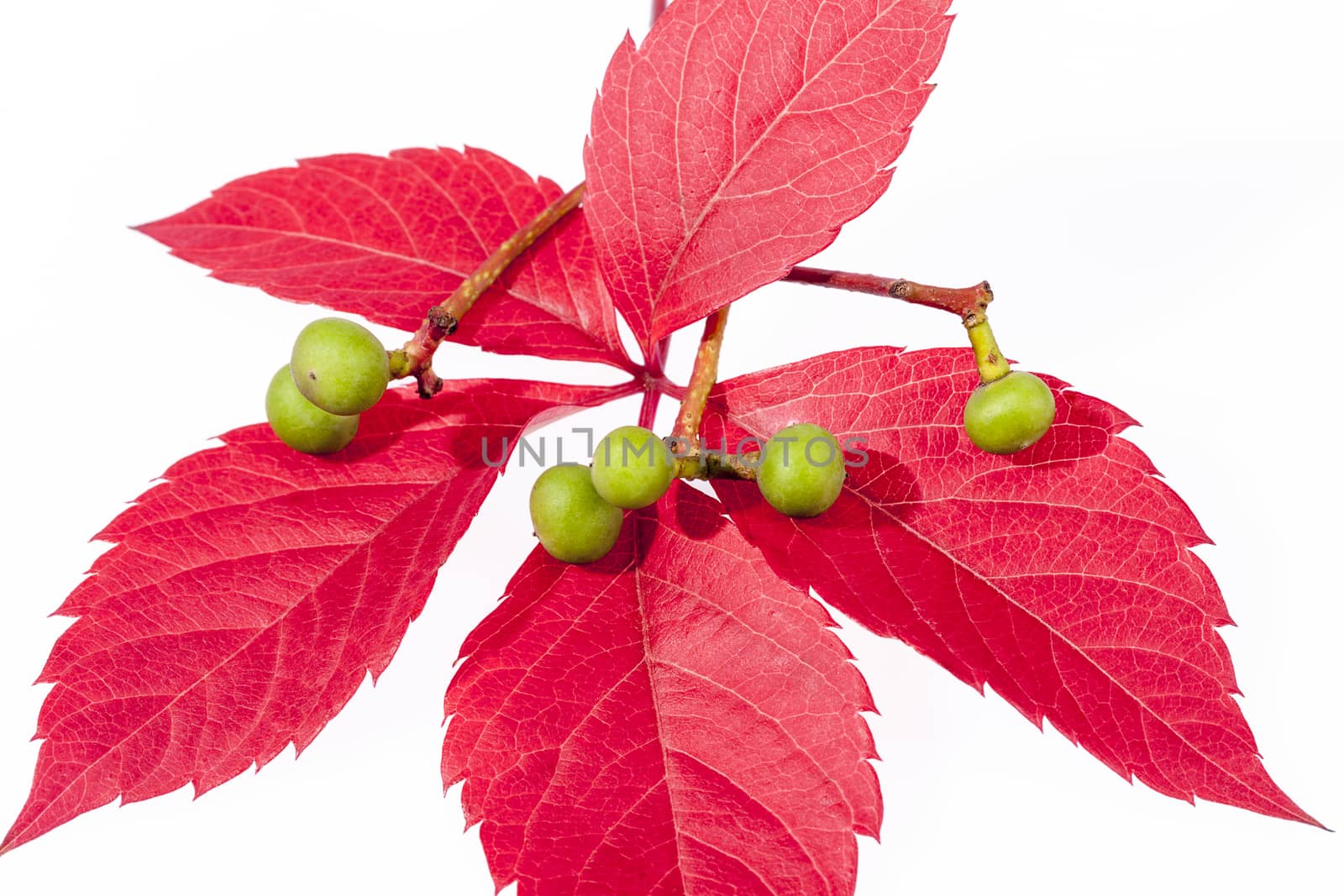 autumn colorfu l leaves of parthenocissus with green berry  isolated  on white background.