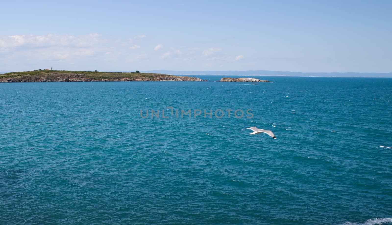 seagull flying over the sea and the island can be seen in the distance