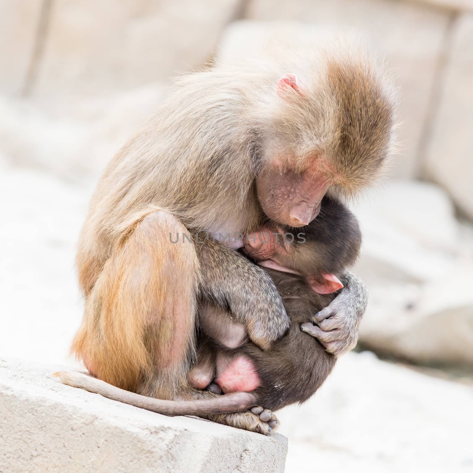 Baboon mother and her little one, natural habitat