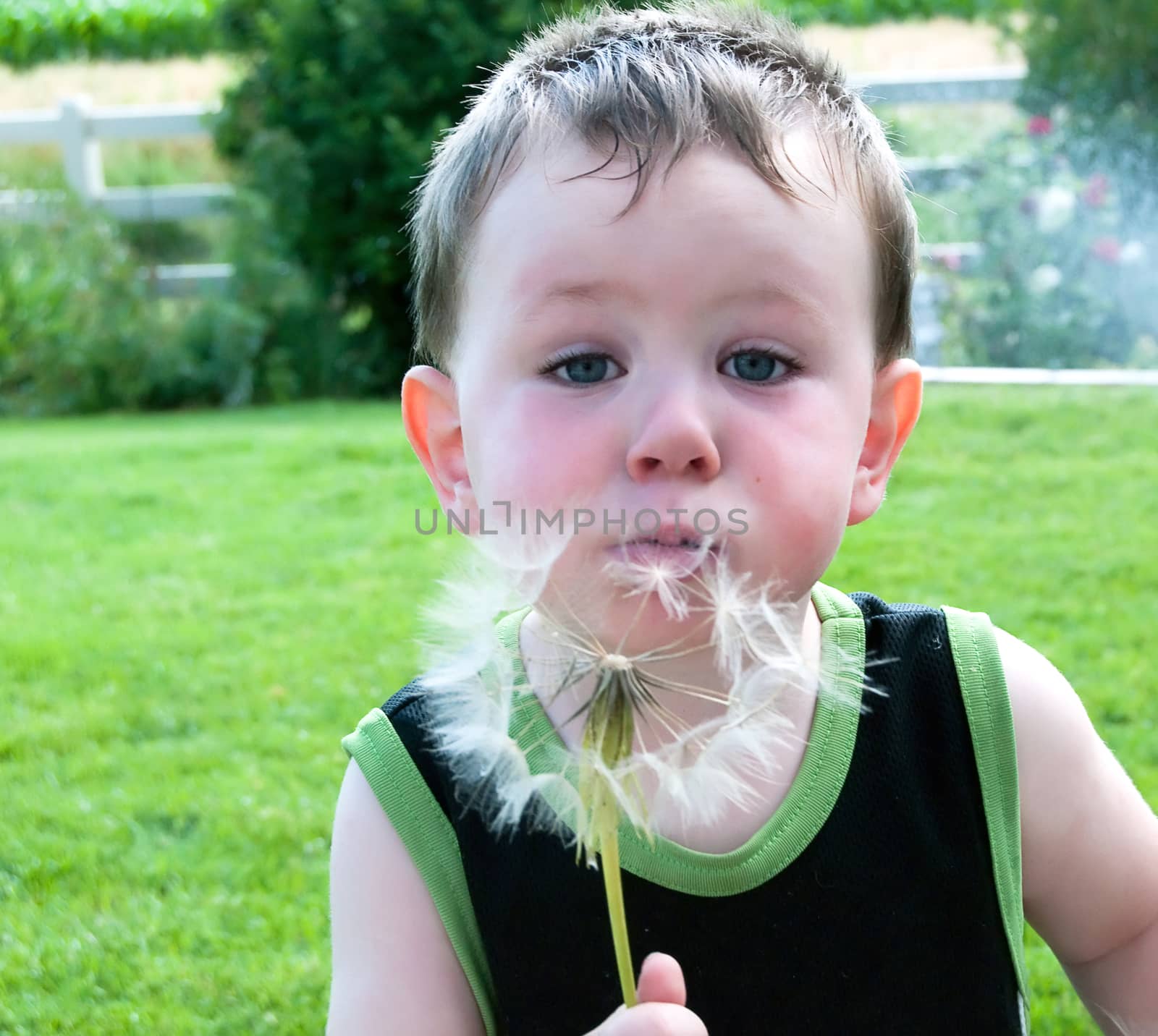 Cute baby boy blowing on a large dandelion plant to make the seeds float in the air.