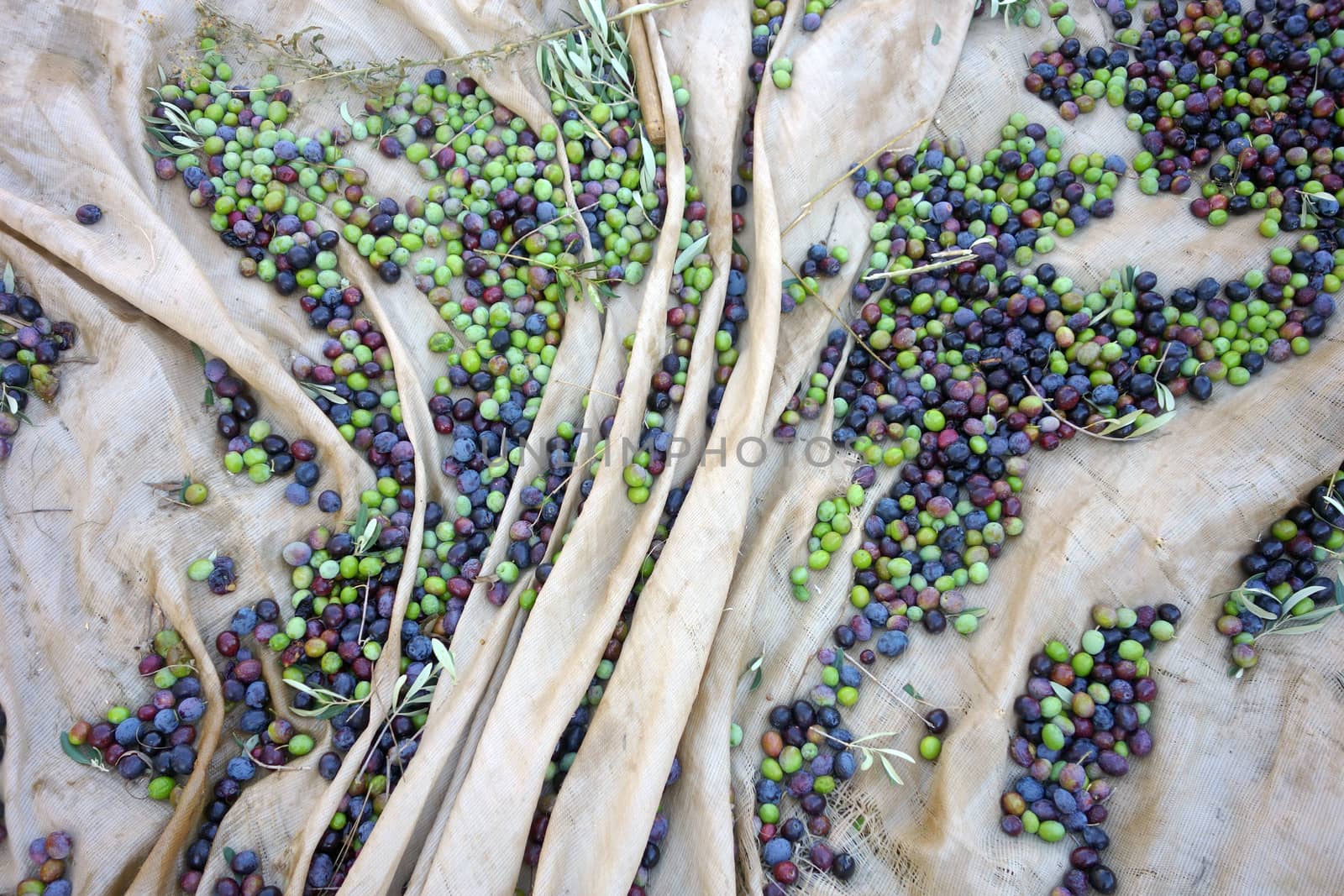 Harvesting olives by Portokalis