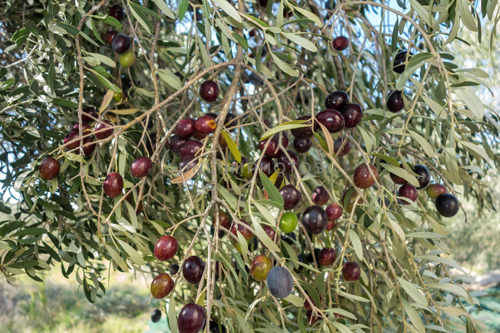 Ripe black olives on the tree